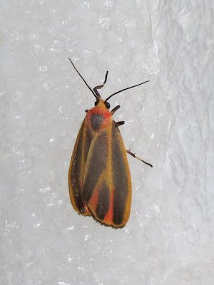 Painted Lichen Moth -Staff House, Murphys Point Provincial Park, ON