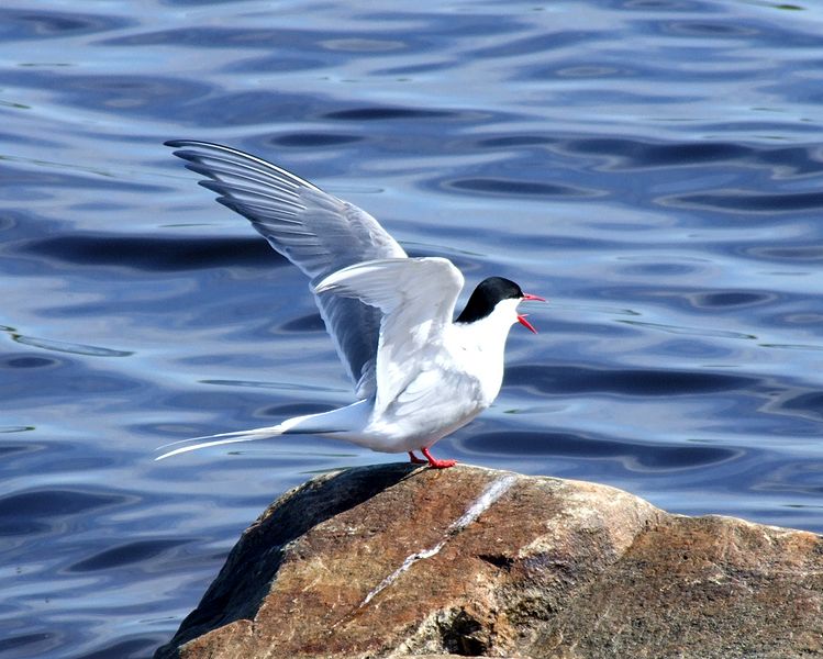 Arctic Tern Nest