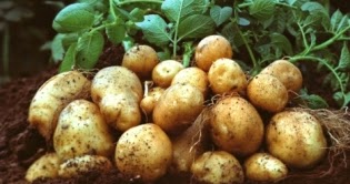 Klasifikasi Tanaman Kentang Sejarah Biologi