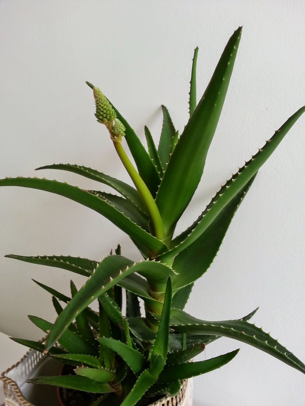 aloe vera blomma aloe vera blomma