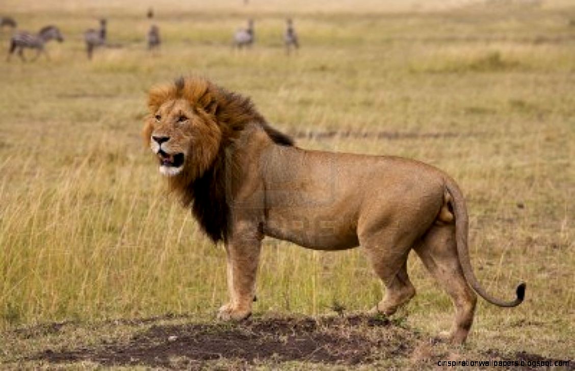 African Lion African Lion