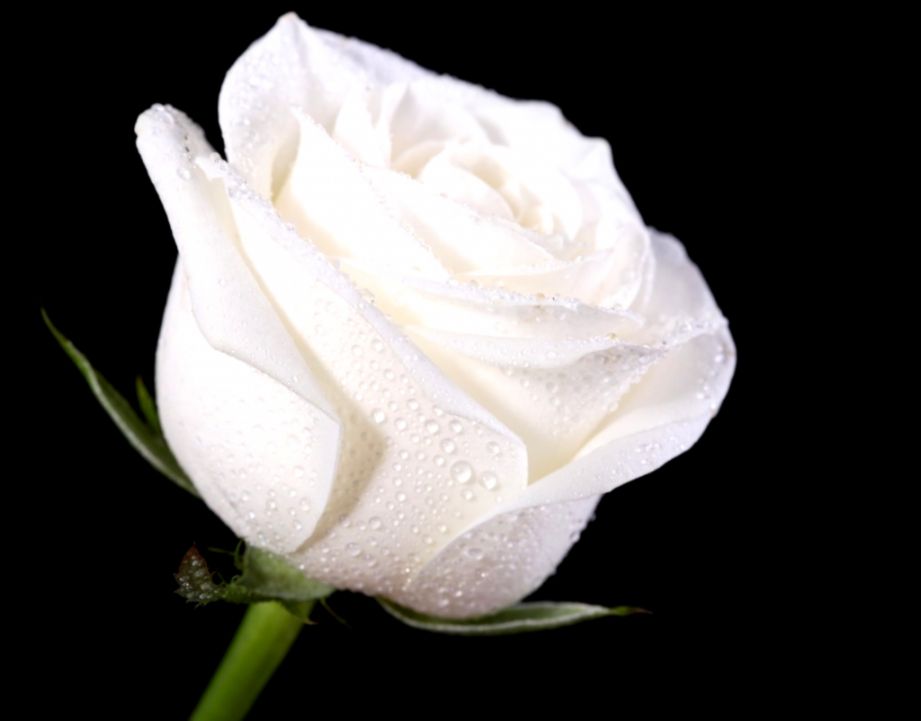White Rose Wallpapers HD Pictures Flowers One HD Wallpaper White Rose Wallpapers HD Pictures Flowers One HD Wallpaper