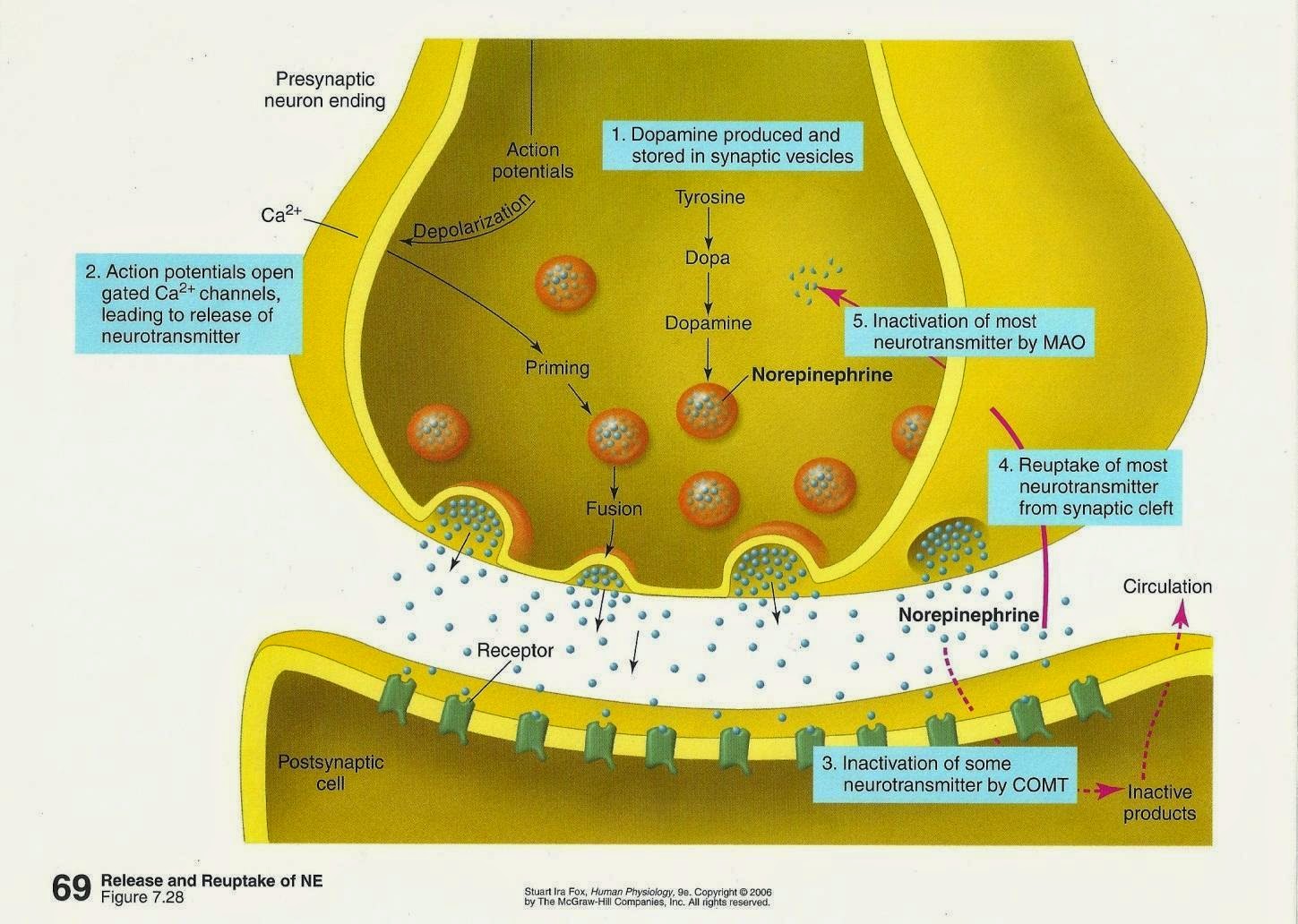 SCIENCE of DRUGS Norepinephrine aka Noradrenaline