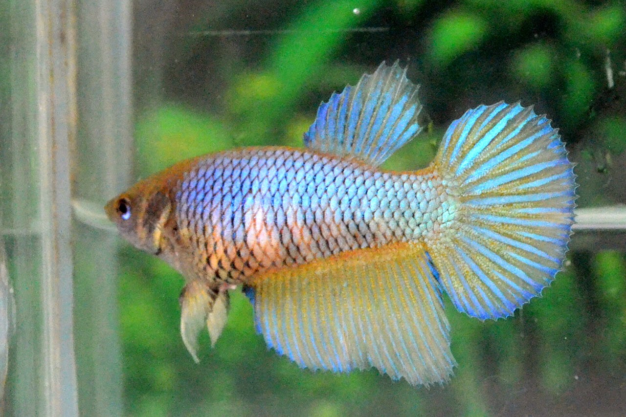 Betta 138 FHM85 Mustard Gas Female Halfmoon