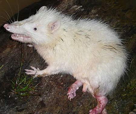 Moon Rat