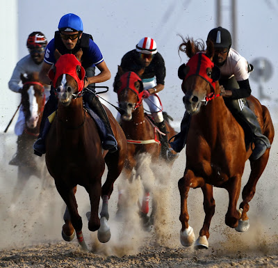 Abu Dhabi, Purebred, Arabian, Horse Race, Sports, UAE, Mazayin, Dhafra, Camel, Festival, Gulf, Tourism, Desert, Folklore, Promotion, World, Economy, Agriculture, Jockey, Animal, 