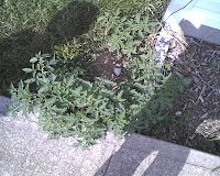 Have A Garden - No Matter How Small | Prepared For Survival - Food