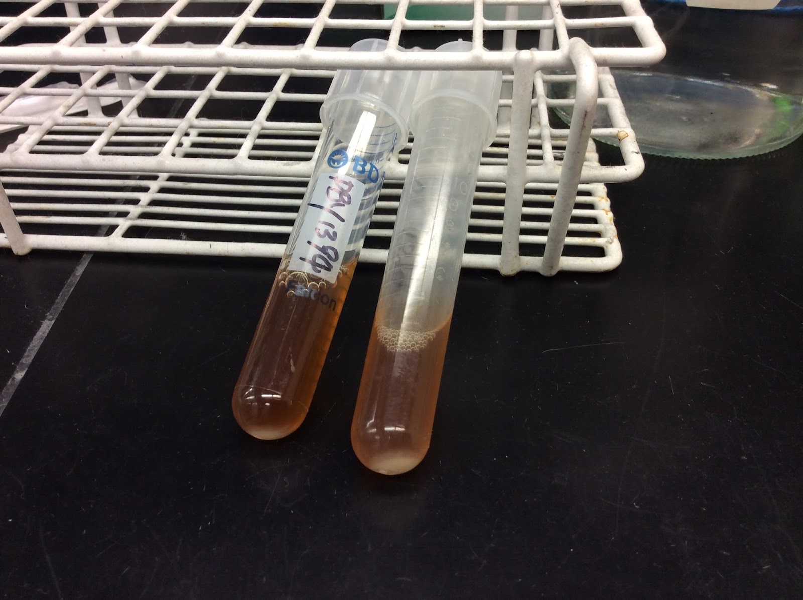 Open Notebook *** (in progress) bio233, serial dilution lab.