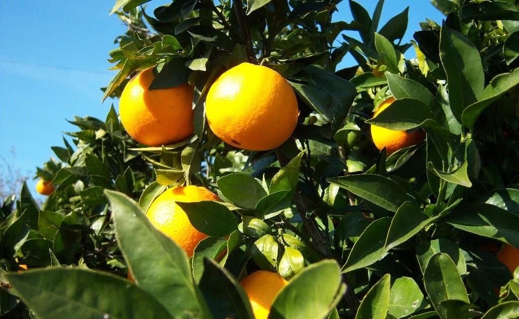 POR TU SALUD Naranjo dulce ayuda al sistema inmunologico,diuretico