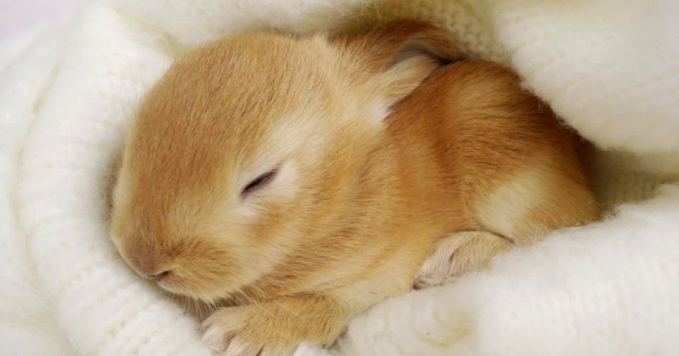 Baby Bunnies Sleeping Wallpapers Gallery
