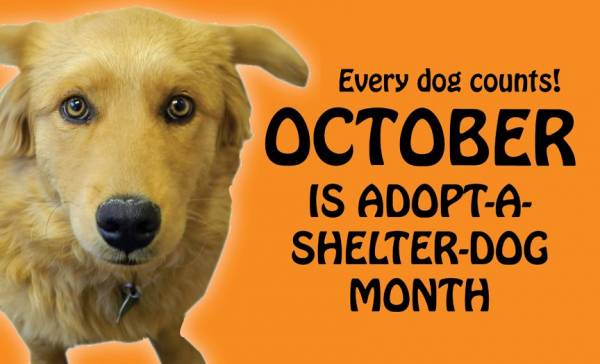 Every Dog Counts Rescue Facebook Every Dog Counts Rescue Facebook