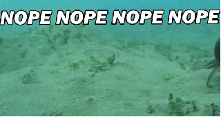 nope+octopus+gif.gif