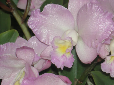 orchid 017