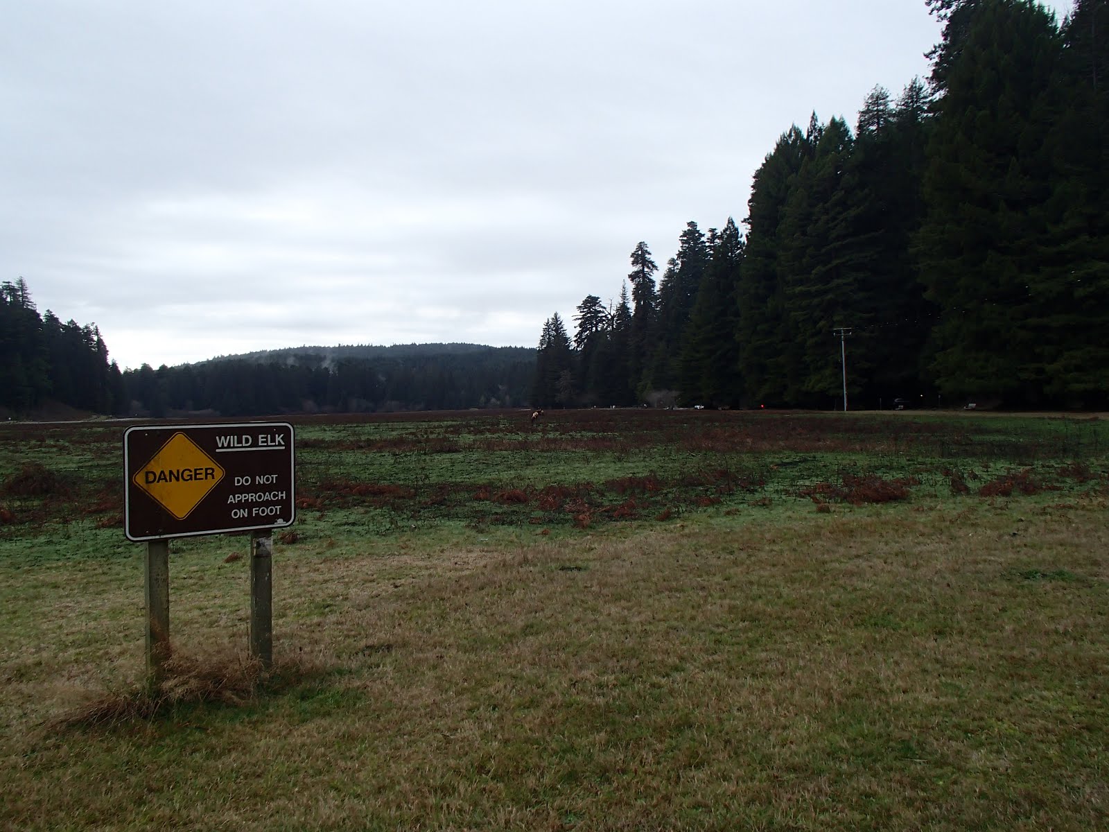 Are Dogs Allowed In The Redwoods