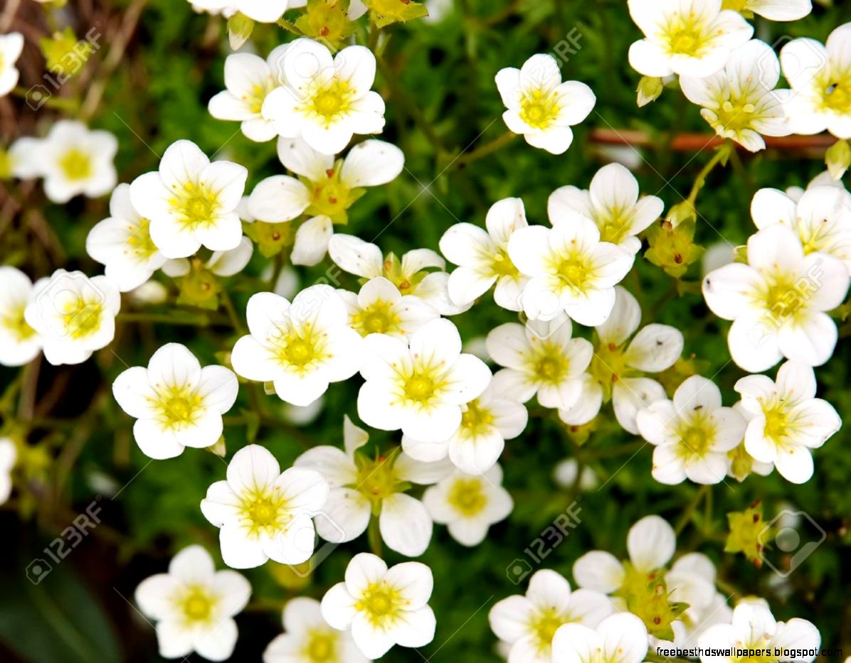 Saxifraga Rosacea Group Of Small White Flowers Stock Photo Saxifraga Rosacea Group Of Small White Flowers Stock Photo