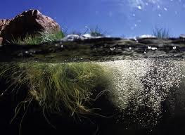 Water Woes of South Africa