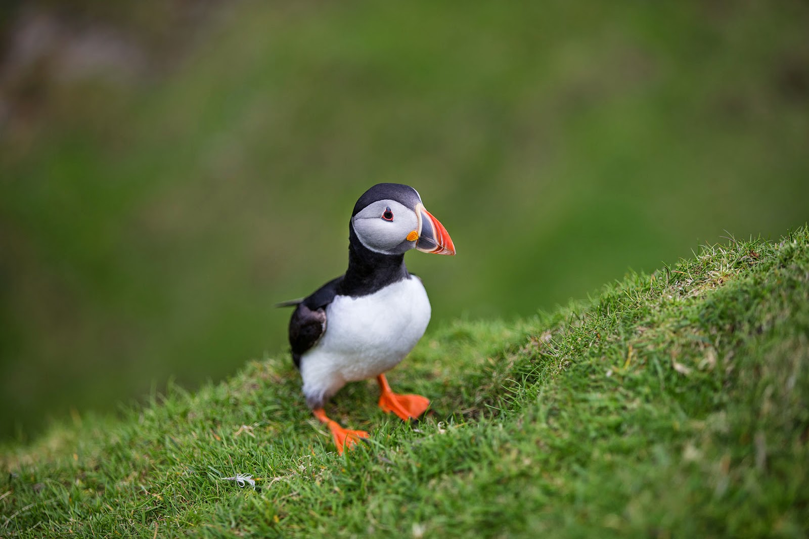 Puffin, Hermaness National Nature Reserve Puffin, Hermaness National Nature Reserve, Scotland