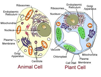 Understanding cells: the basic units of life   dummies