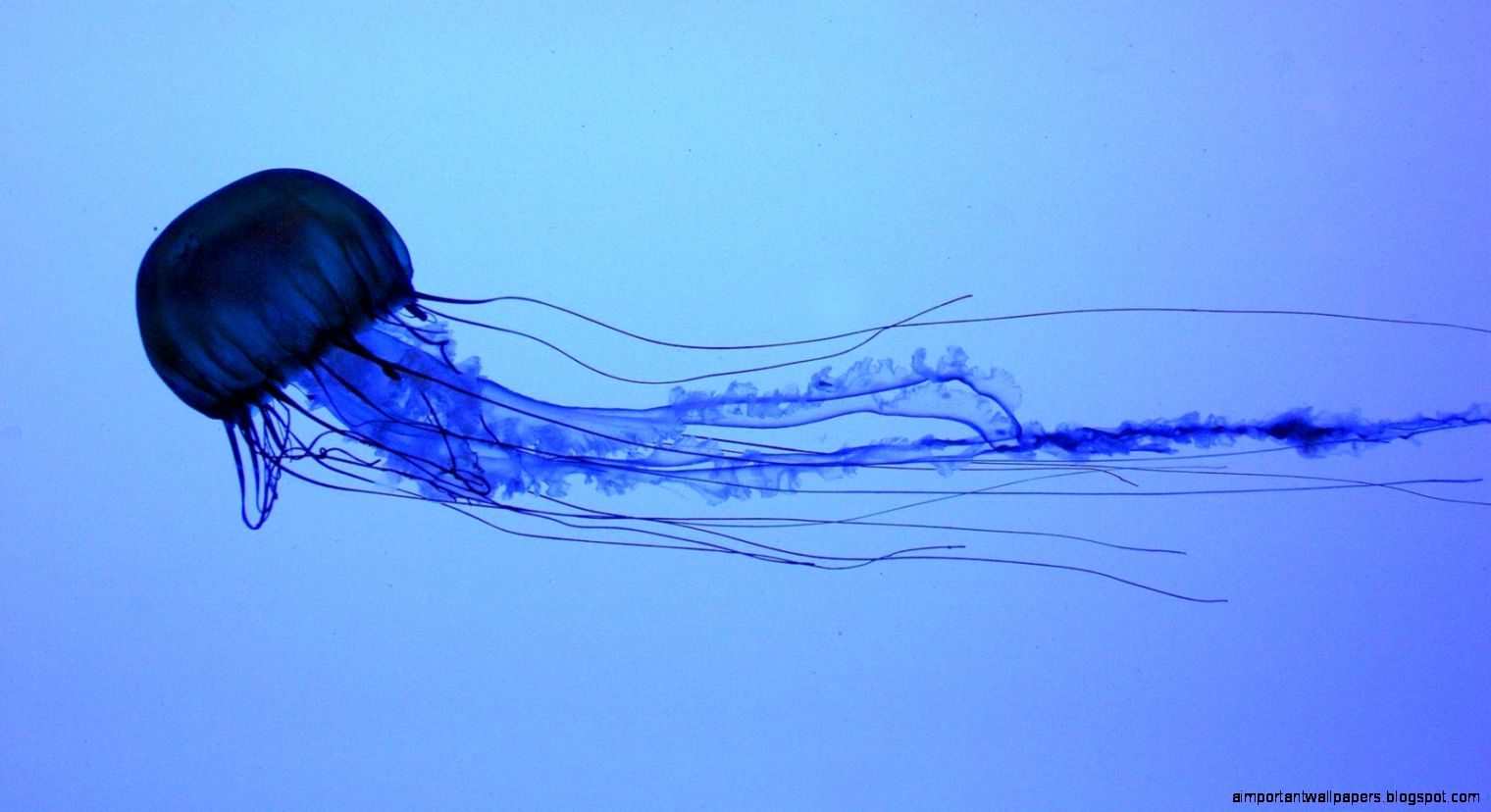 Blue Jellyfish Desktop Backgrounds Blue Jellyfish Desktop Backgrounds