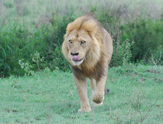 Lion