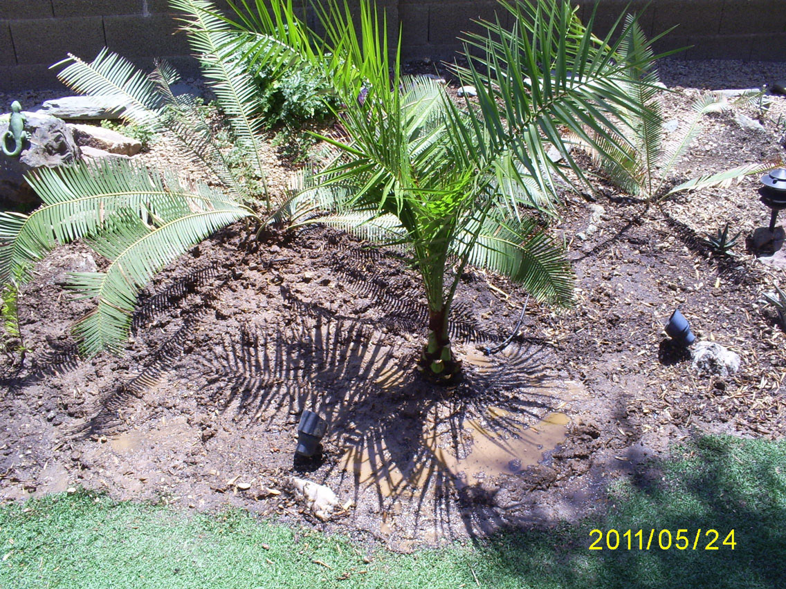 Brad's Tropical Paradise How to plant a palm tree in Arizona placing