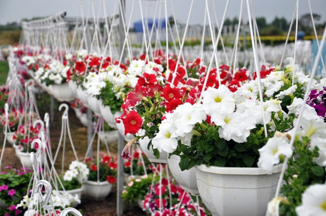 [Image: Dep-nhu-tranh-voi-canh-dong-hoa-xuan-o-Sai-Gon-4.jpg]