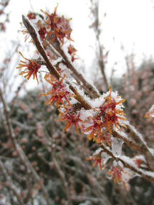 Cattis Och Eiras Tradgardsdesign Sa Har I Buxbomssjuke Tider