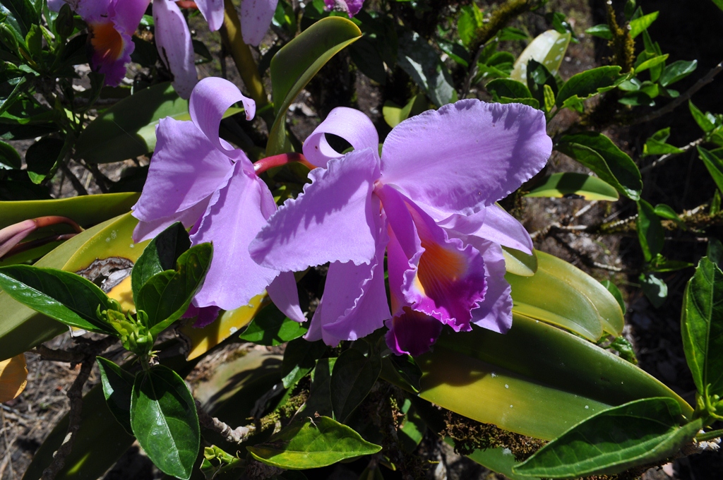 Arte, cultura y turismo Flores de San Agustin