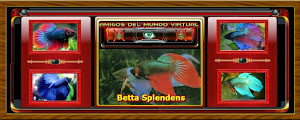 Betta Splendens