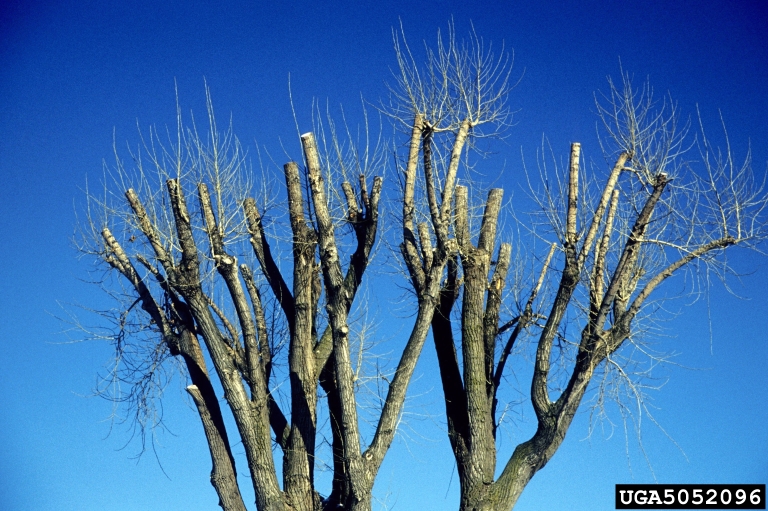 Field Notes What Topped Trees Look Like