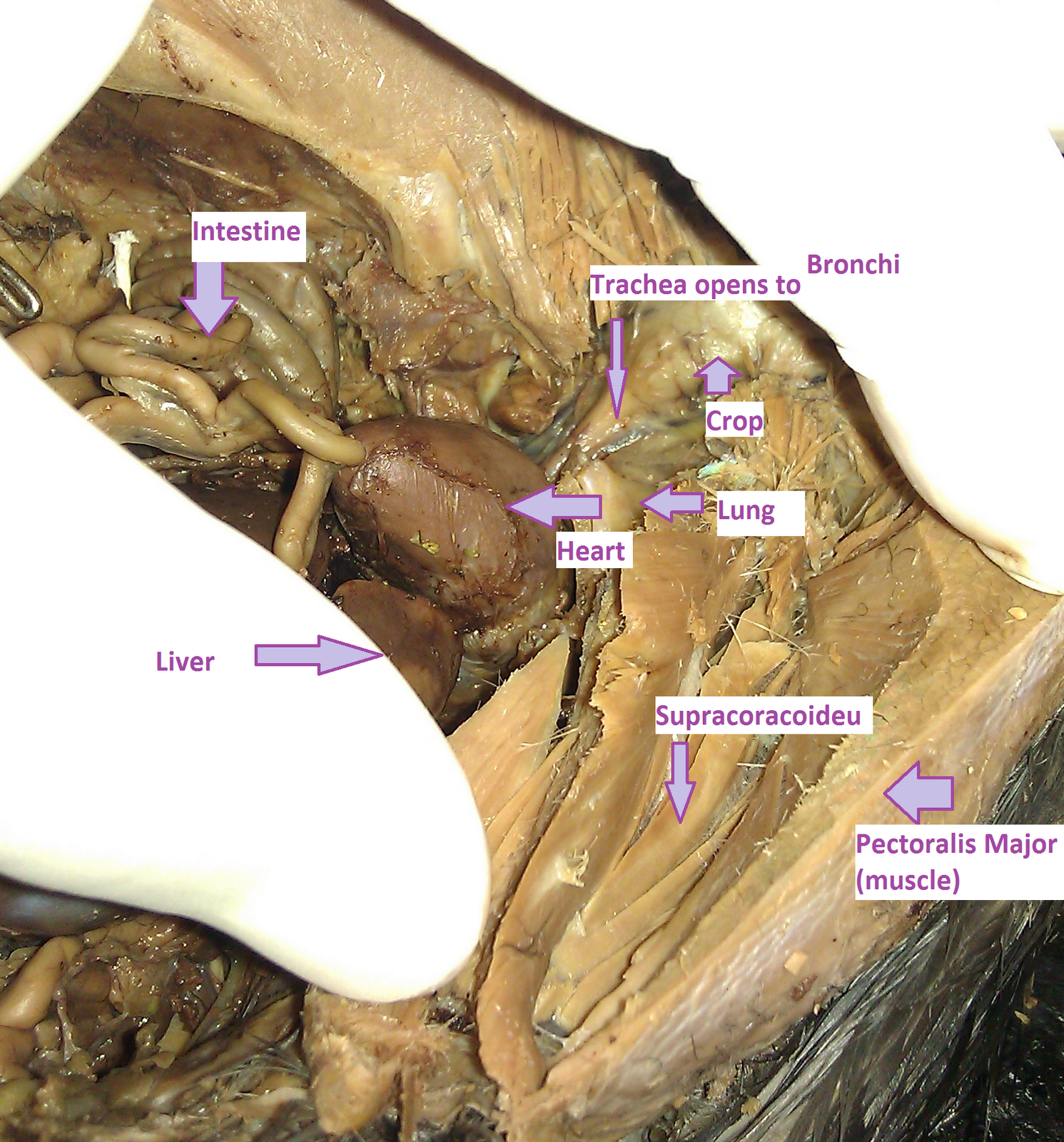 Bio 324 Vert Zoo CSULB: Bird dissection