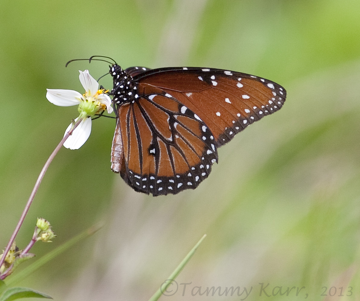 i heart florida birds Wetland Butterflies