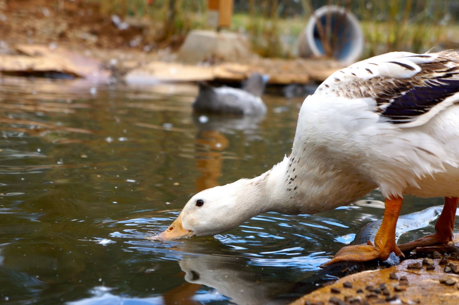 Duck Duck Dog Week of Duck & Dog Photos Sept 13th 19th