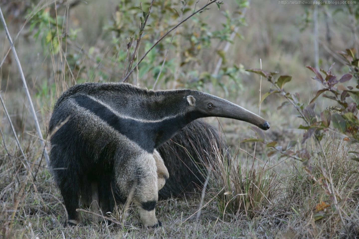 Beautiful Wallpapers for Desktop: Giant Anteater HD Wallpapers