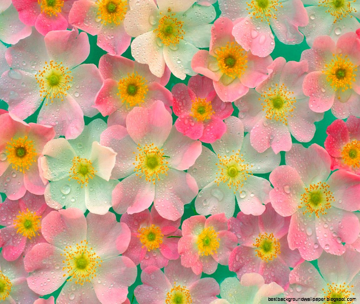 Flowers Pink Background Walpaper Hd Sweet 1036 Wallpaper Flowers Pink Background Walpaper Hd Sweet 1036 Wallpaper