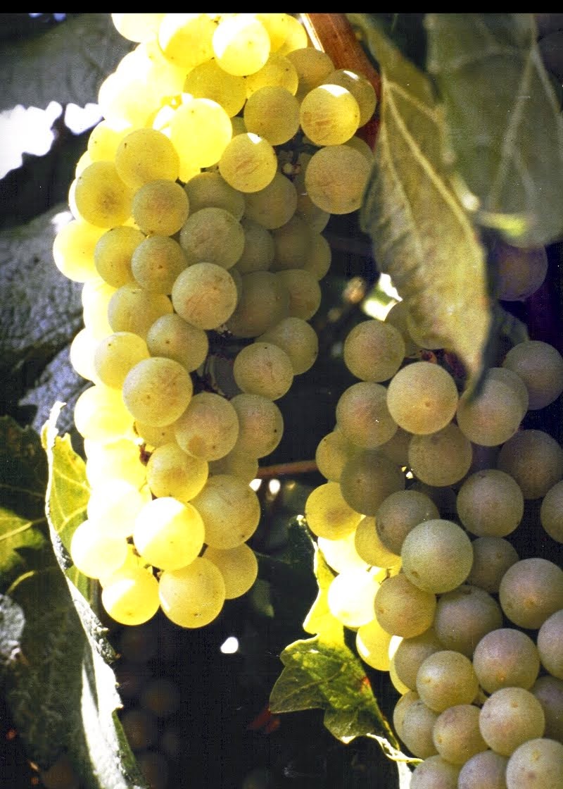 Chardonnay Grapes in Colorado