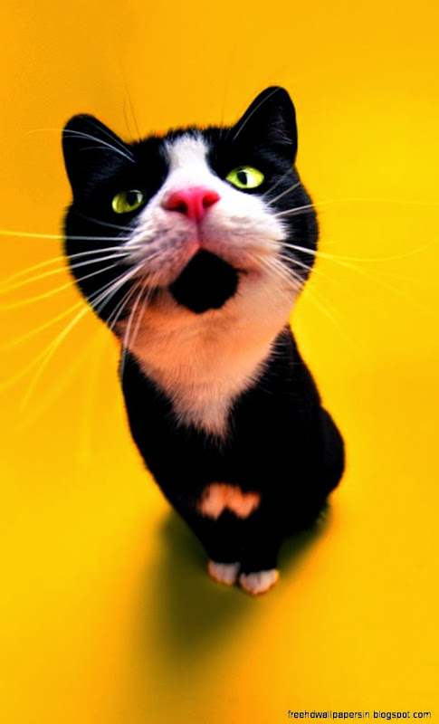 Cute Black and White Cat 768x1280 free windows phone wallpaper Cute Black and White Cat 768x1280 free windows phone wallpaper