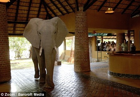 Foto Gajah Yang Masuk Di Lobi Hotel Foto Gajah Yang Masuk Di Lobi Hotel