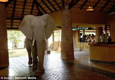 Foto Gajah Yang Masuk Di Lobi Hotel