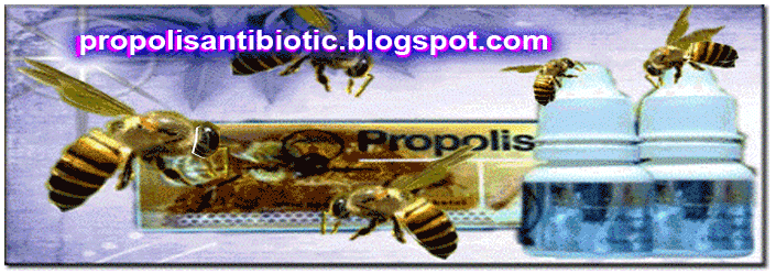 propolisantibiotic