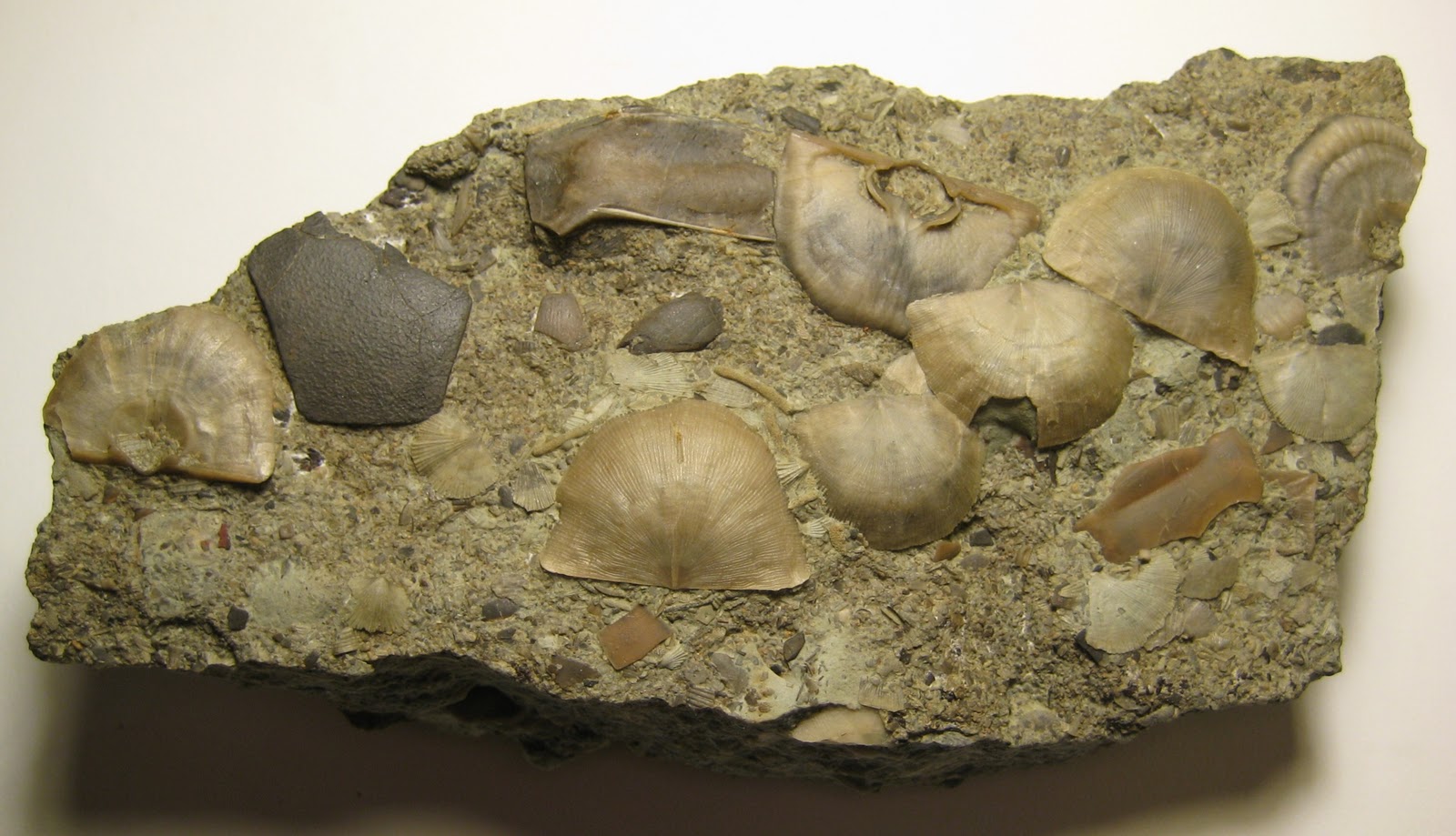 Fossils and Other Living Things Ordovician Limestone Waiting for