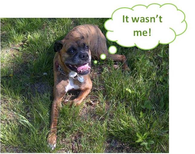 Ottawa Valley Dog Whisperer DIY Stop Dog Urine Spots, Burns on Lawn