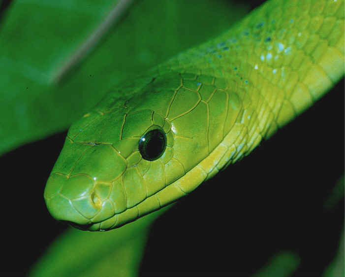 Snakes: Green Mamba