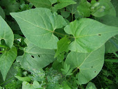 Black Bindweed Fallopia convolvulus 2011/60