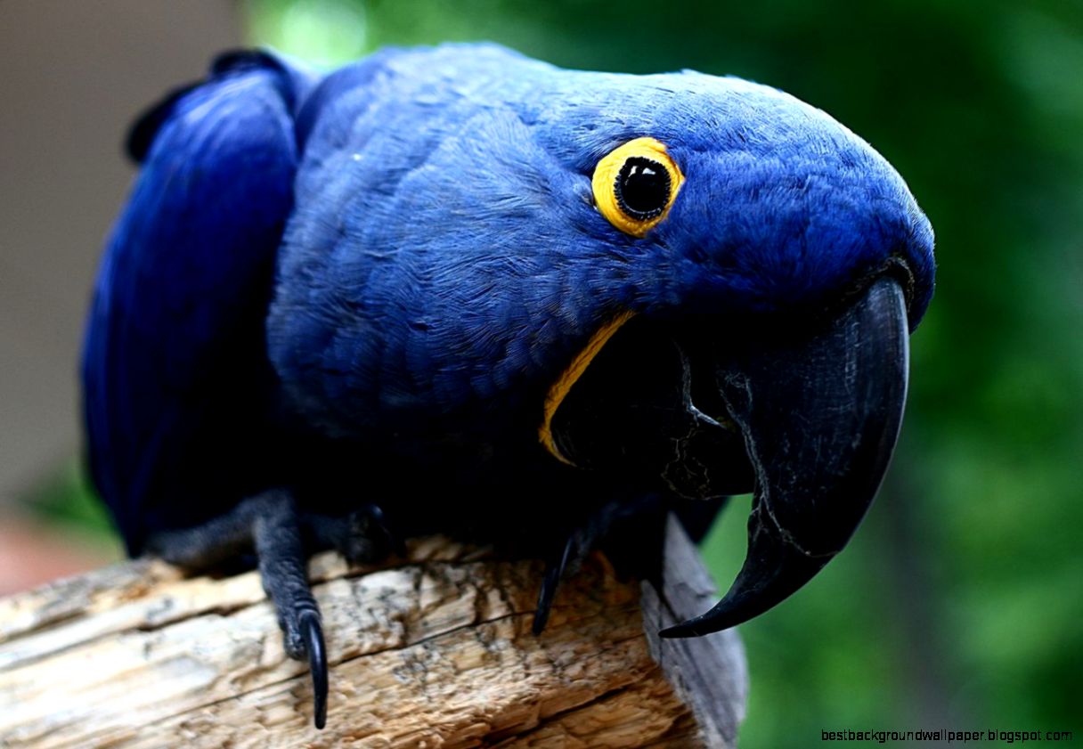 10 Coolest Parrots In The World  10 Most Today 10 Coolest Parrots In The World  10 Most Today