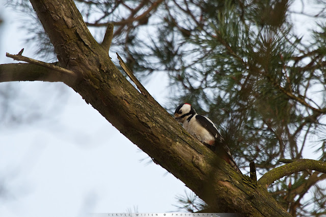 Grote Bonte Specht (m) - Great Spotted Woodpecker (m) - Dendrocopus major (m)