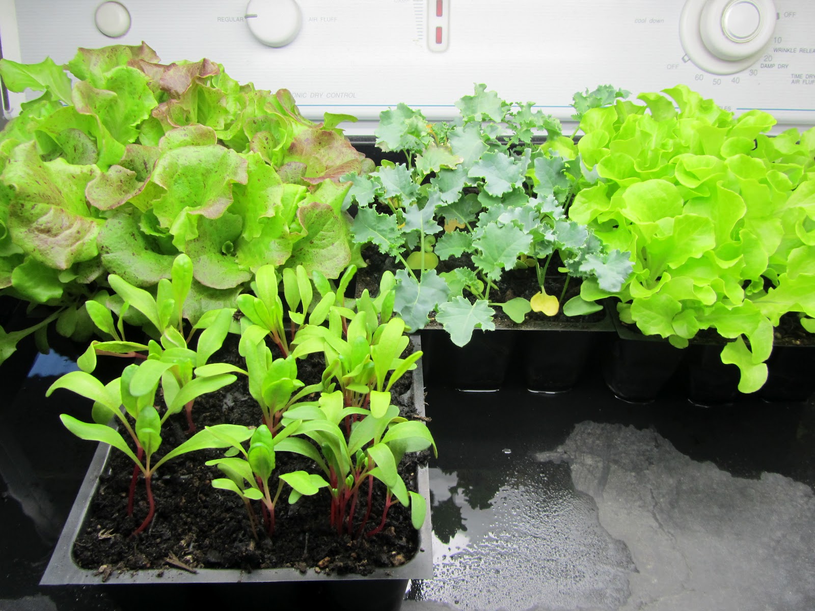 creative savv Cheap vegetable seeds are they worth it?