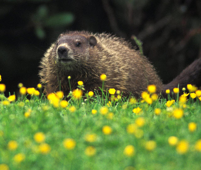 Animal You Groundhog