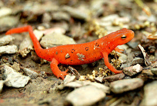 red spotted Newt
