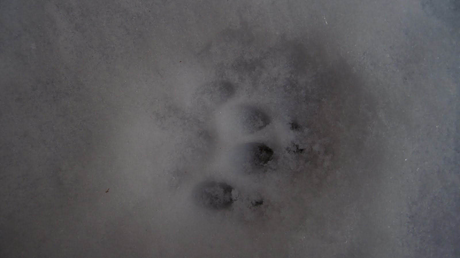 Grey Fox Tracks